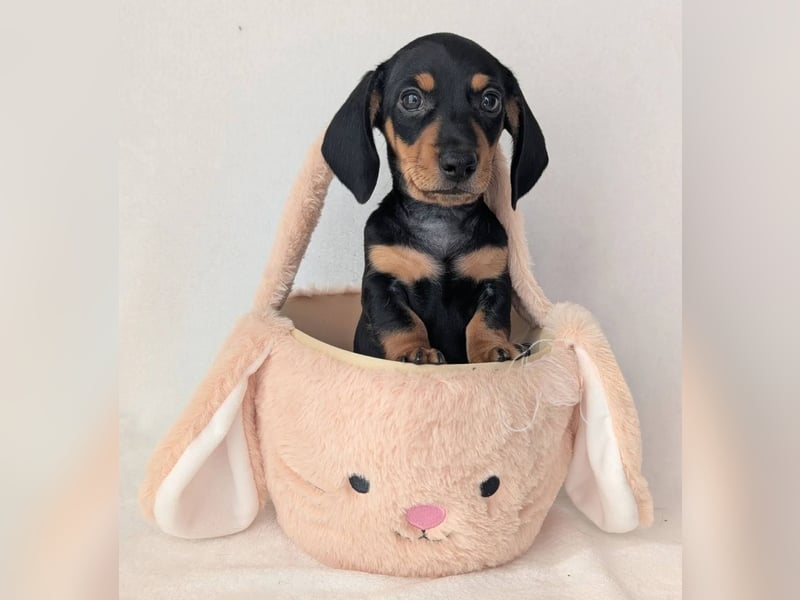 Dackelwelpen zu verkaufen