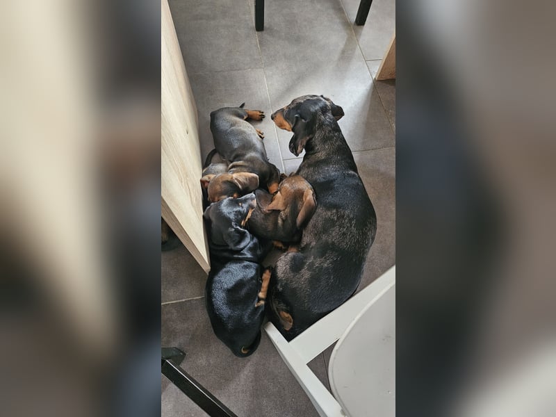 2 wunderschöne standard Dackelwelpen suchen neue Zuhause