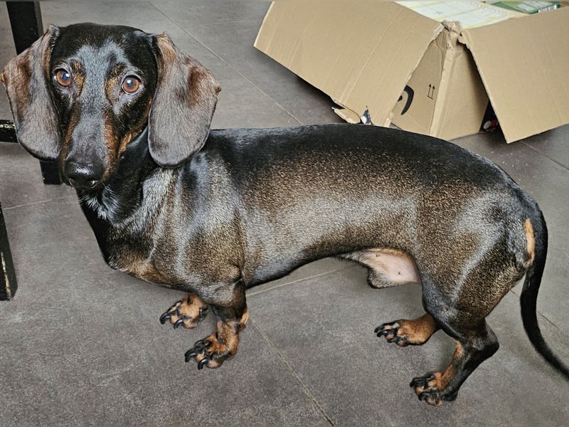 2 wunderschöne standard Dackelwelpen suchen neue Zuhause