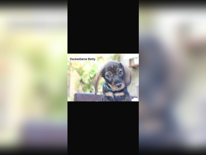 6 junge Dackel Welpen