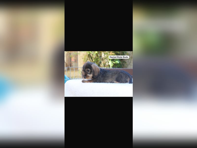 6 junge Dackel Welpen