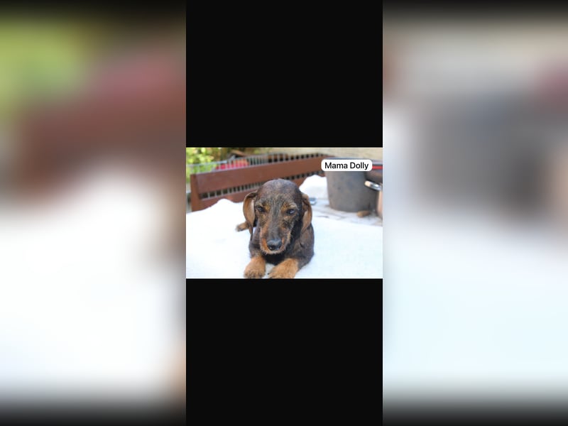 6 junge Dackel Welpen