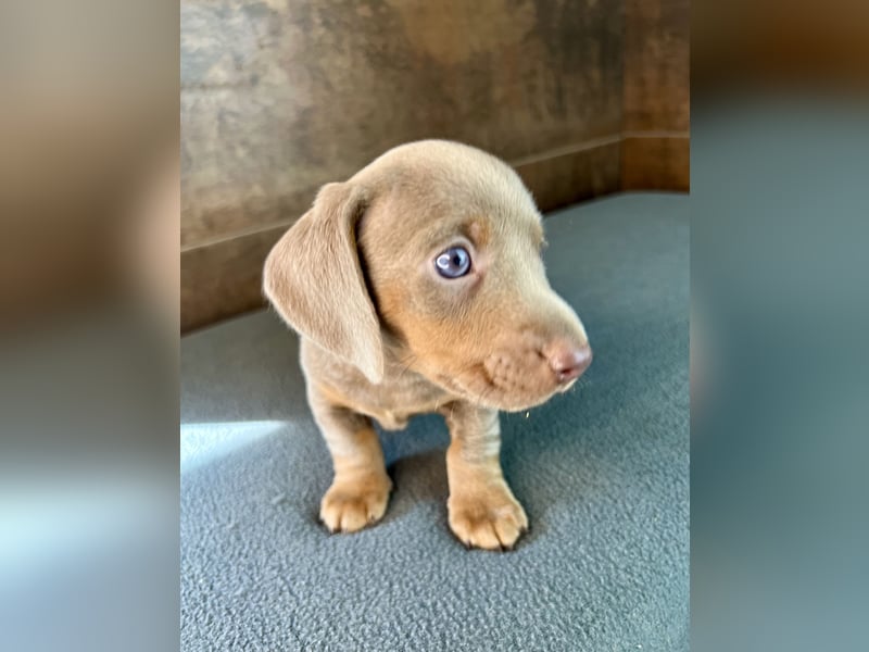 Zwerg Dackel Welpen in besonderen Farben (blue / choco / Harlekin) suchen tolles Zuhause