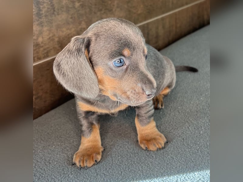 Zwerg Dackel Welpen in besonderen Farben (blue / choco / Harlekin) suchen tolles Zuhause