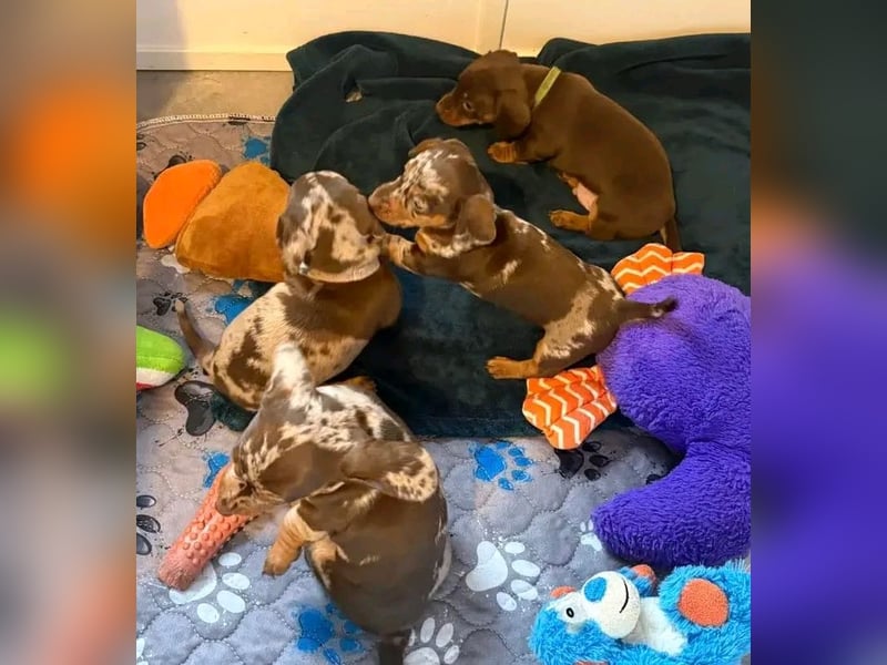 Dackelwelpen abzugeben