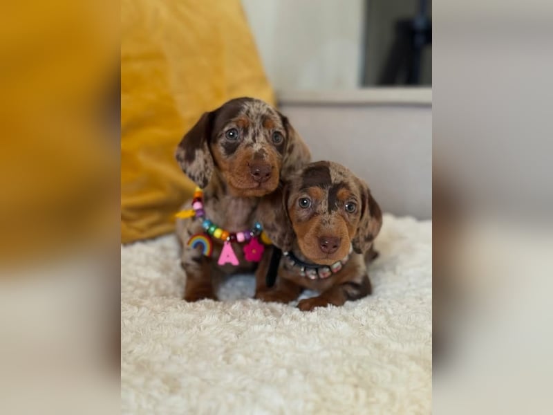 Dackelwelpen zu verkaufen