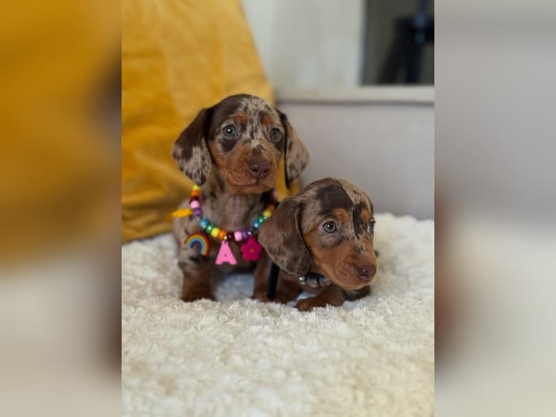 Dackelwelpen zu verkaufen