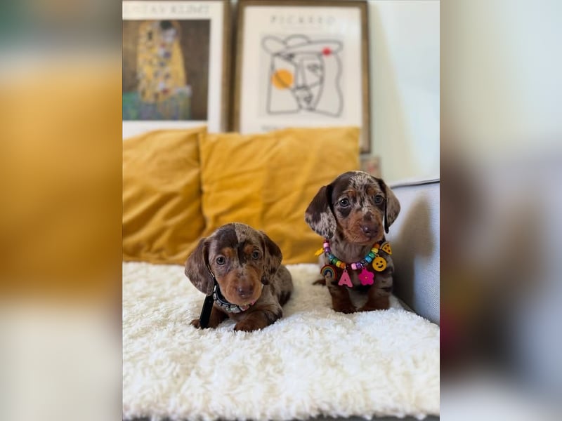 Dackelwelpen zu verkaufen