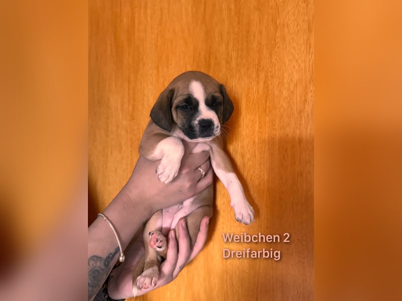 Mischlingswelpen