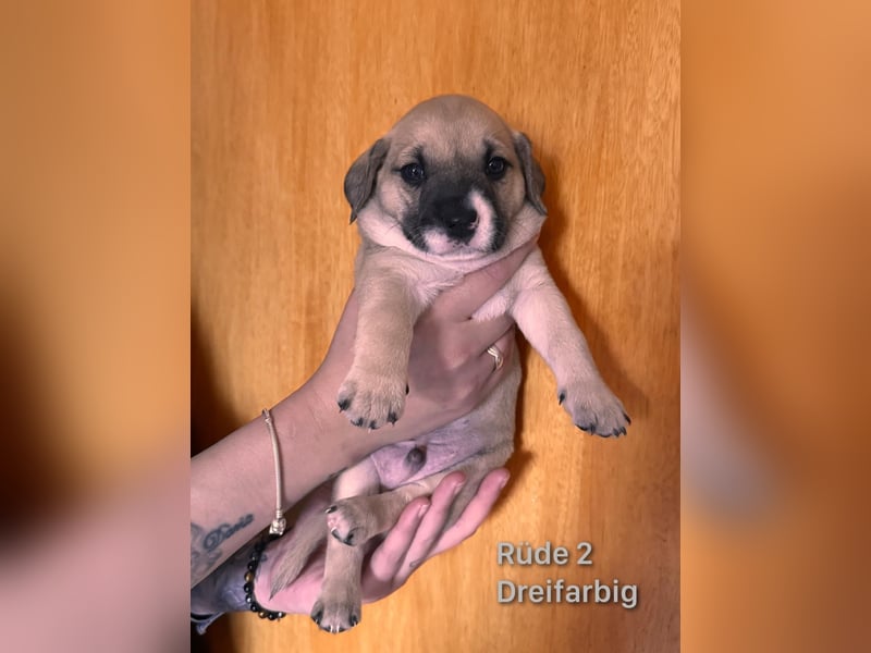 Mischlingswelpen