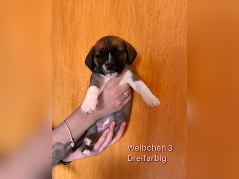 Mischlingswelpen