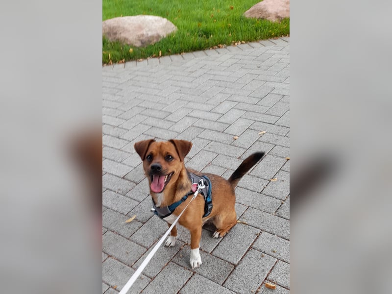 Alfie sucht leider ein neues zu Hause