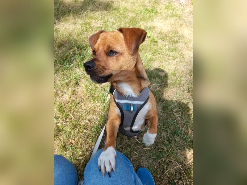 Alfie sucht leider ein neues zu Hause