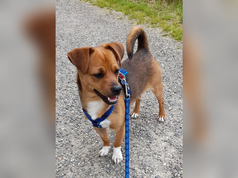 Alfie sucht leider ein neues zu Hause