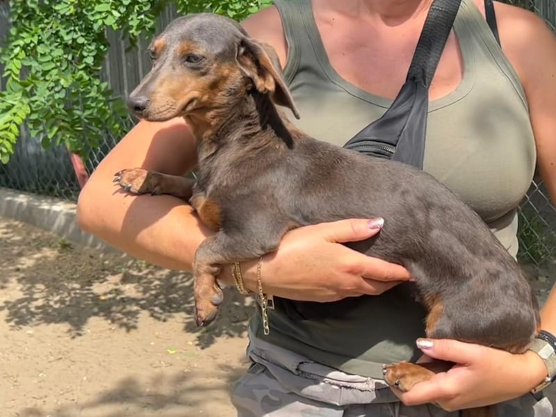 Piper, ein fröhliches Hundekind