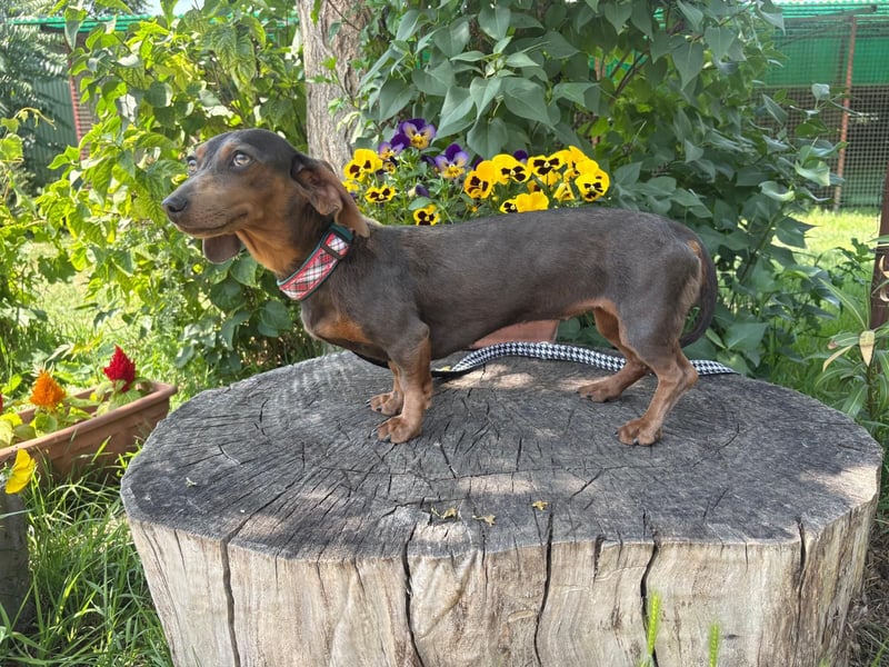 Piper, ein fröhliches Hundekind