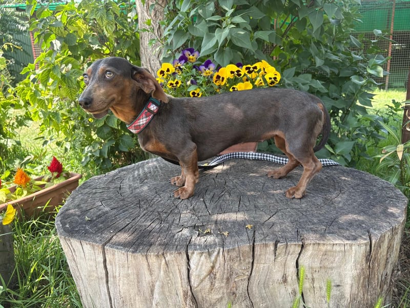 Piper, ein fröhliches Hundekind