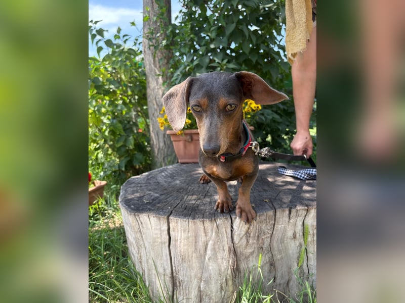 Piper, ein fröhliches Hundekind