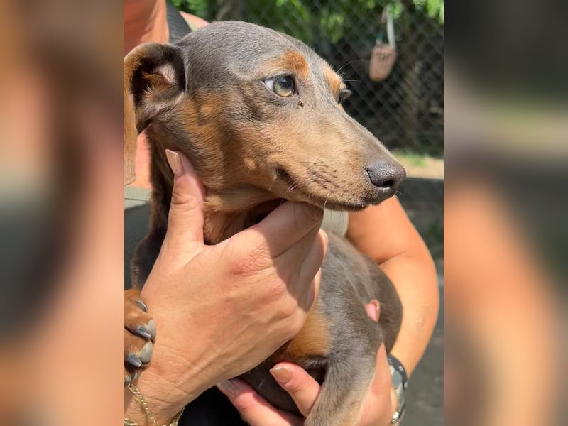 Piper, ein fröhliches Hundekind