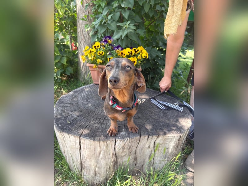 Piper, ein fröhliches Hundekind