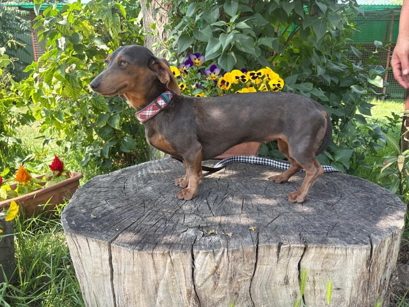 Piper, ein fröhliches Hundekind