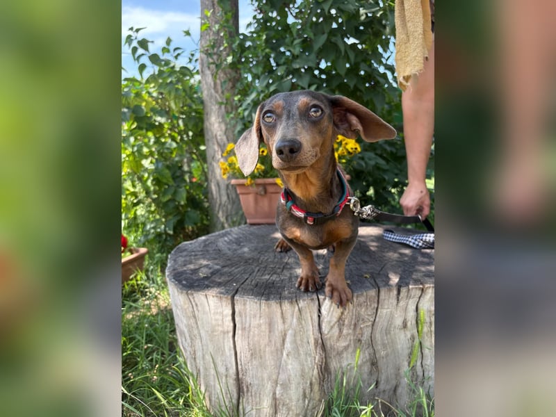 Piper, ein fröhliches Hundekind