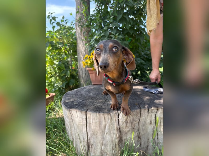 Piper, ein fröhliches Hundekind