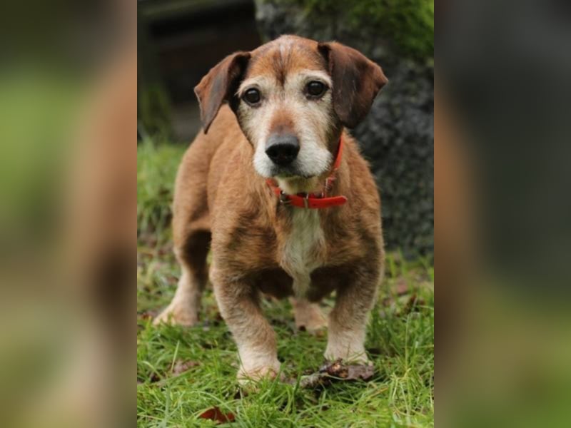 MÖHRCHEN sucht ihr Kuschelplatz