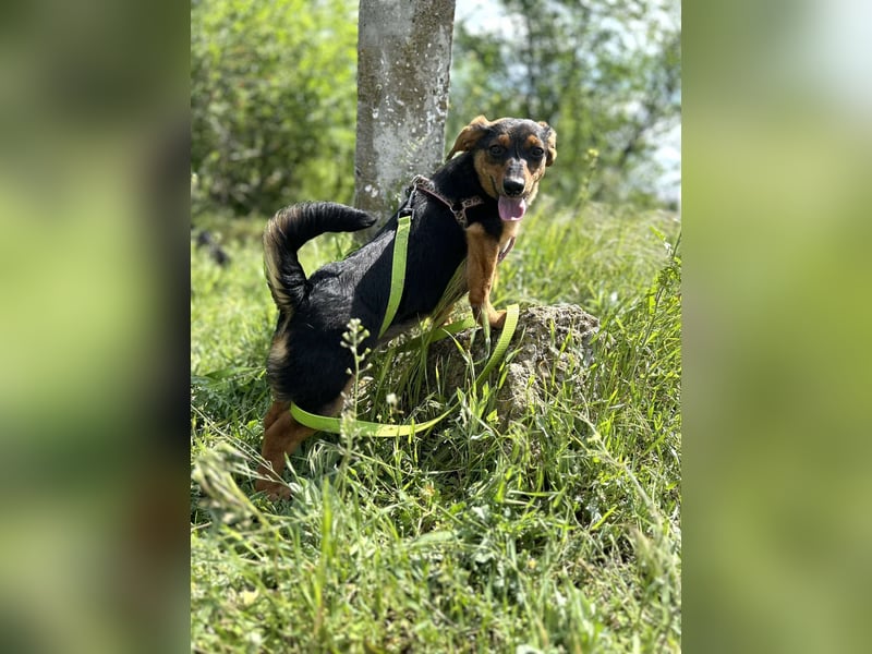 Kleine Riva sucht eine Familie