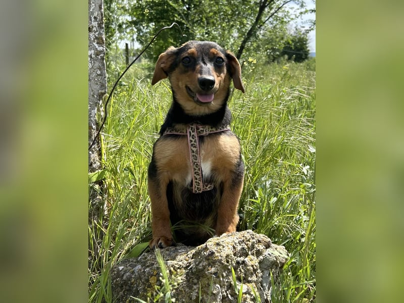Kleine Riva sucht eine Familie