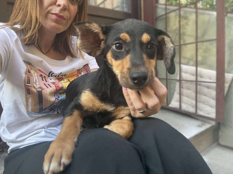 Zaza sucht ein tolles Zuhause