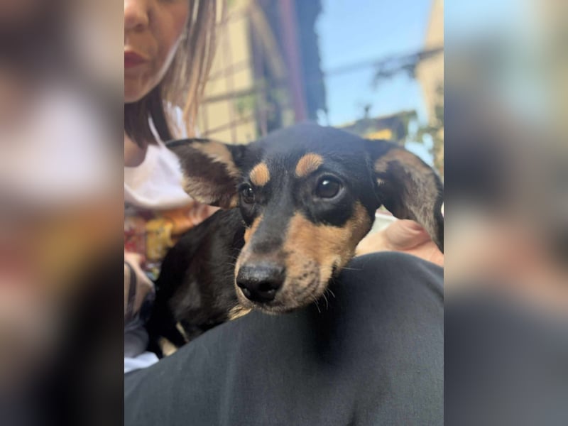 Zaza sucht ein tolles Zuhause