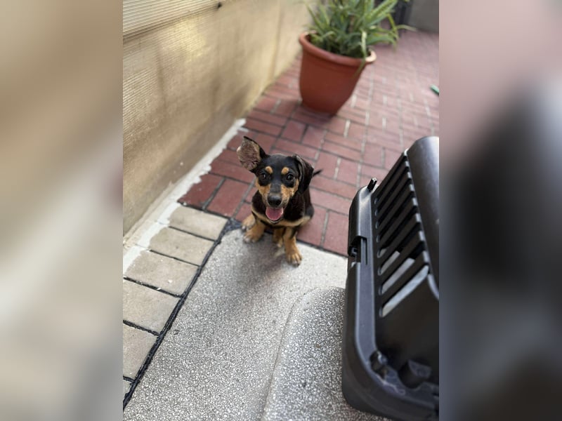 Zaza sucht ein tolles Zuhause