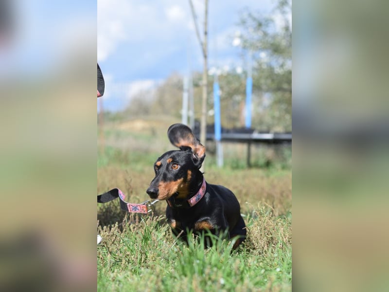 Lilly - auf PS in Lohmar- liebevolle, freundliche Dackel Dame