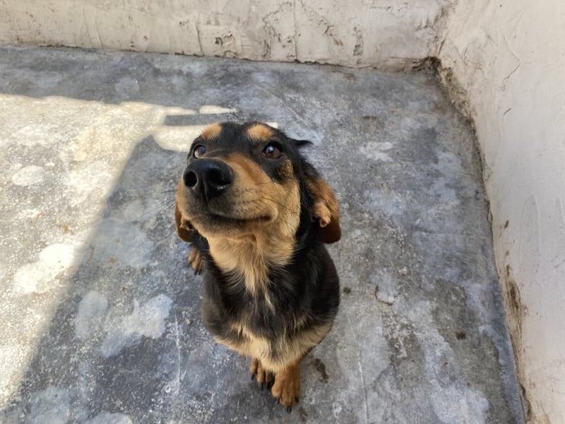 Biscuit