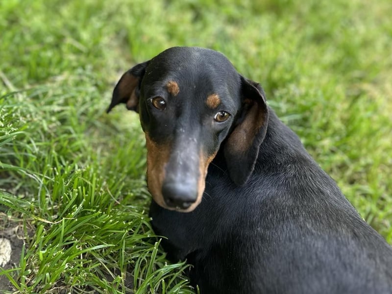 Maggie - Lustige Dackeldame möchte die Welt entdecken.....