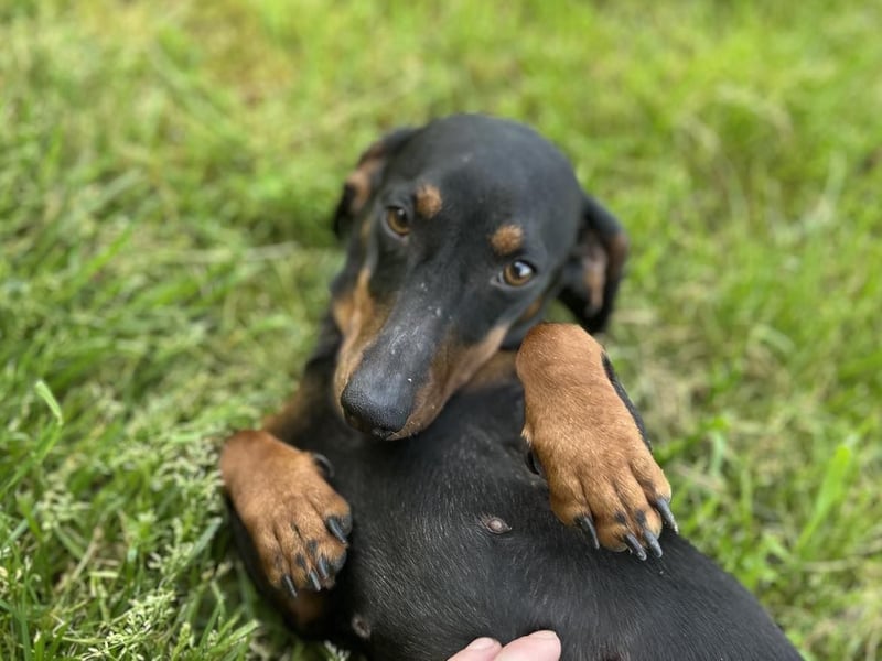 Maggie - Lustige Dackeldame möchte die Welt entdecken.....