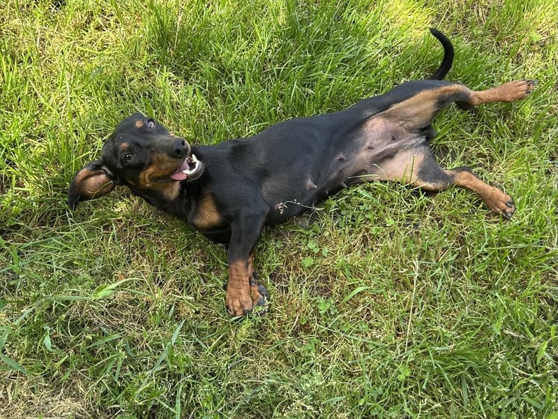 Maggie - Lustige Dackeldame möchte die Welt entdecken.....