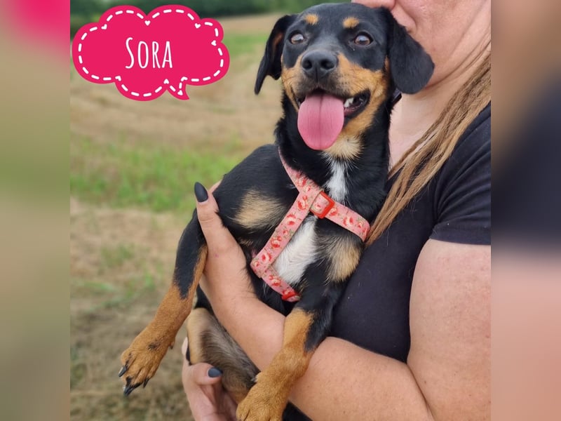 Sora ein sehr liebes Mädchen
