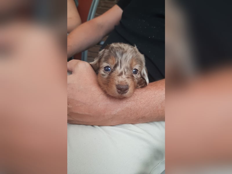 Zuckersüße Jack Russel- Dackel Welpen in liebevolle Hände abzugeben !