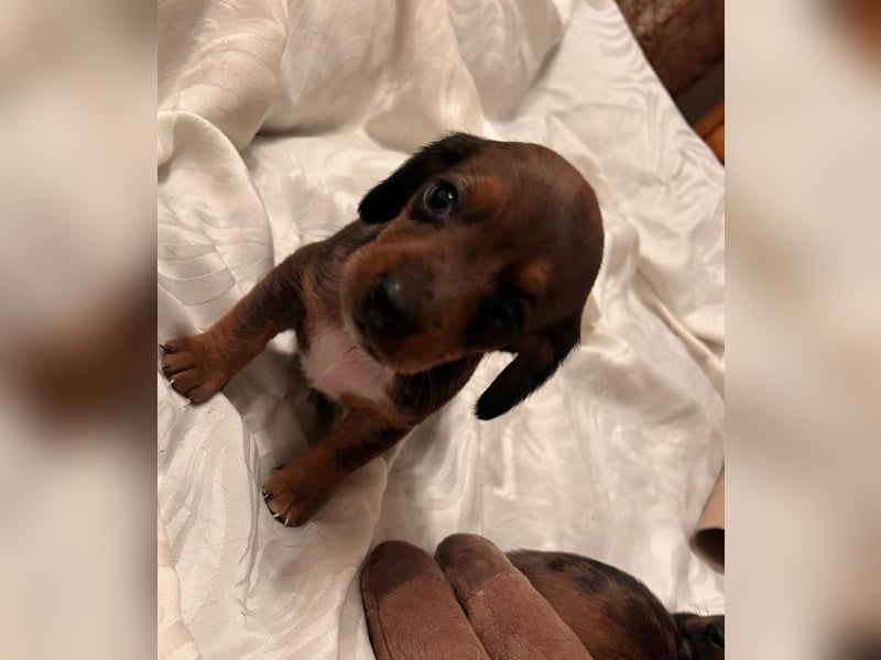 Zuckersüße Jack Russel- Dackel Welpen in liebevolle Hände abzugeben !