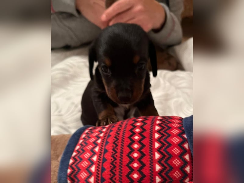 Zuckersüße Jack Russel- Dackel Welpen in liebevolle Hände abzugeben !