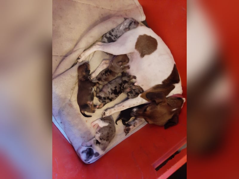 Zuckersüße Jack Russel- Dackel Welpen in liebevolle Hände abzugeben !