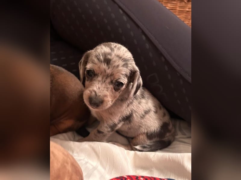 Zuckersüße Jack Russel- Dackel Welpen in liebevolle Hände abzugeben !