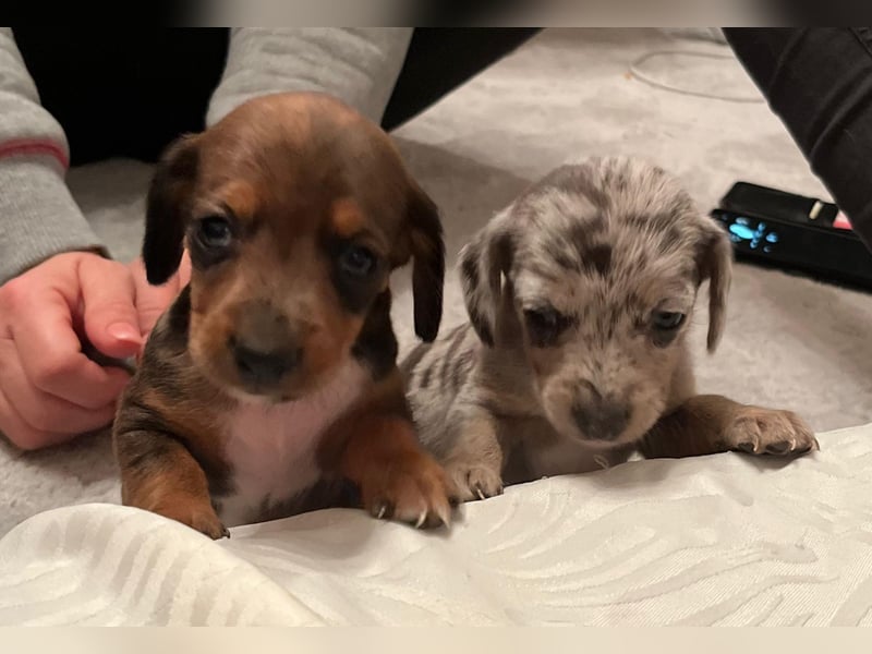 Zuckersüße Jack Russel- Dackel Welpen in liebevolle Hände abzugeben !