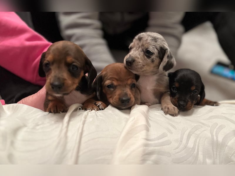Zuckersüße Jack Russel- Dackel Welpen in liebevolle Hände abzugeben !