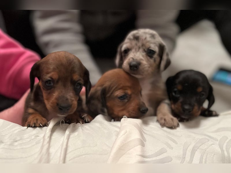 Zuckersüße Jack Russel- Dackel Welpen in liebevolle Hände abzugeben !