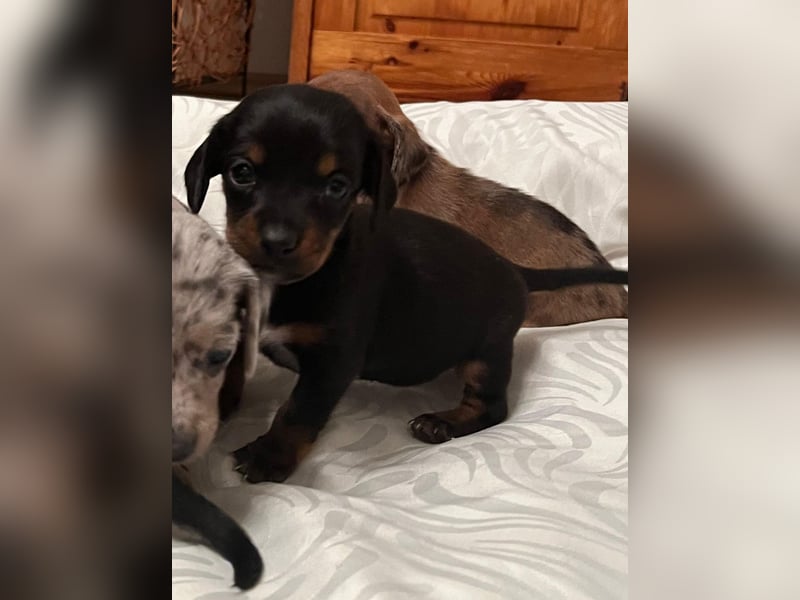Zuckersüße Jack Russel- Dackel Welpen in liebevolle Hände abzugeben !