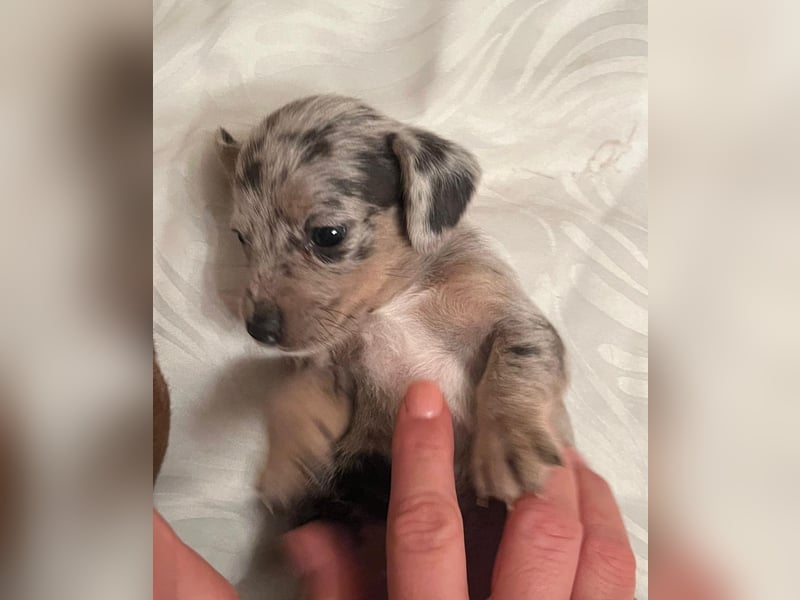 Zuckersüße Jack Russel- Dackel Welpen in liebevolle Hände abzugeben !
