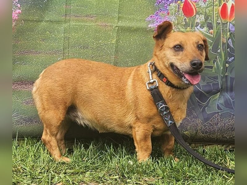 Ginger - Möchte so gerne ihr Körbchen haben